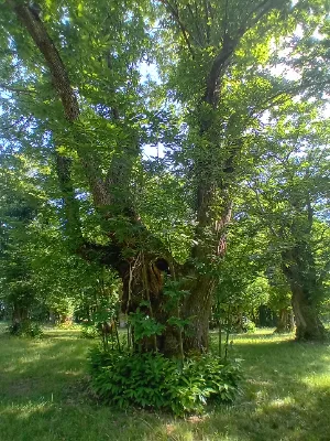 Ancienne châtaigneraie de Caminel — photo 1