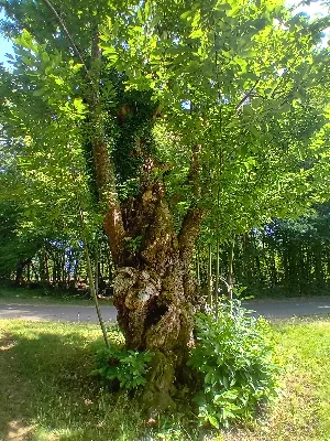 Ancienne châtaigneraie de Caminel — photo 4