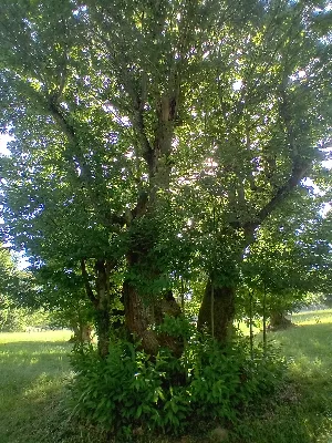 Ancienne châtaigneraie de Caminel — photo 3