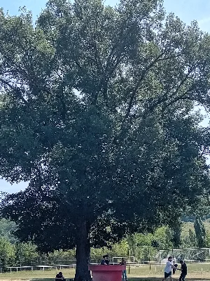 Chêne de Londieu — photo 4