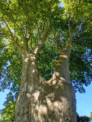 Peuplier géant — photo 1