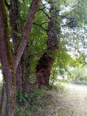 Peuplier massifs — photo 3