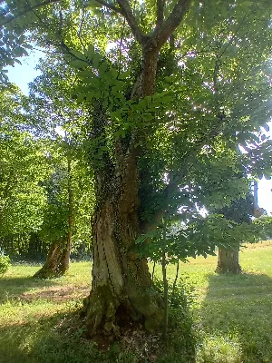 Ancienne châtaigneraie de Caminel — photo 5