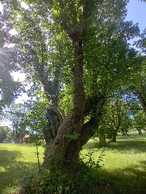 Ancienne châtaigneraie de Caminel — photo 2