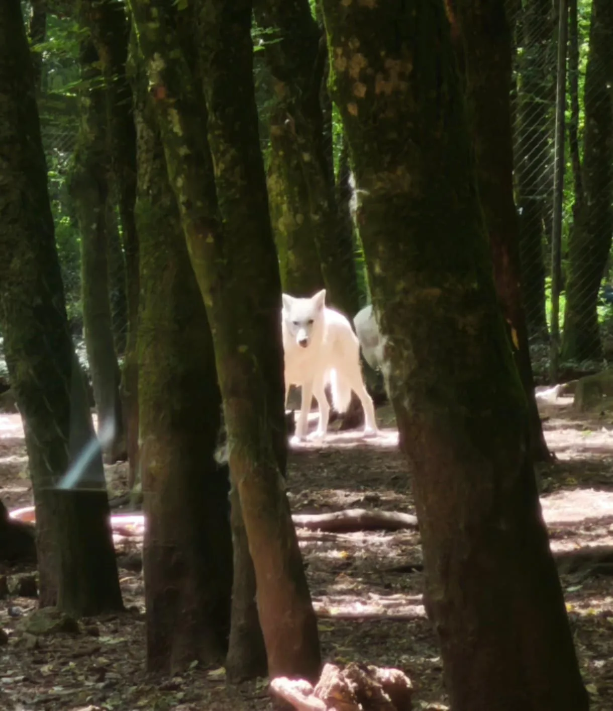 forêt de chabriere