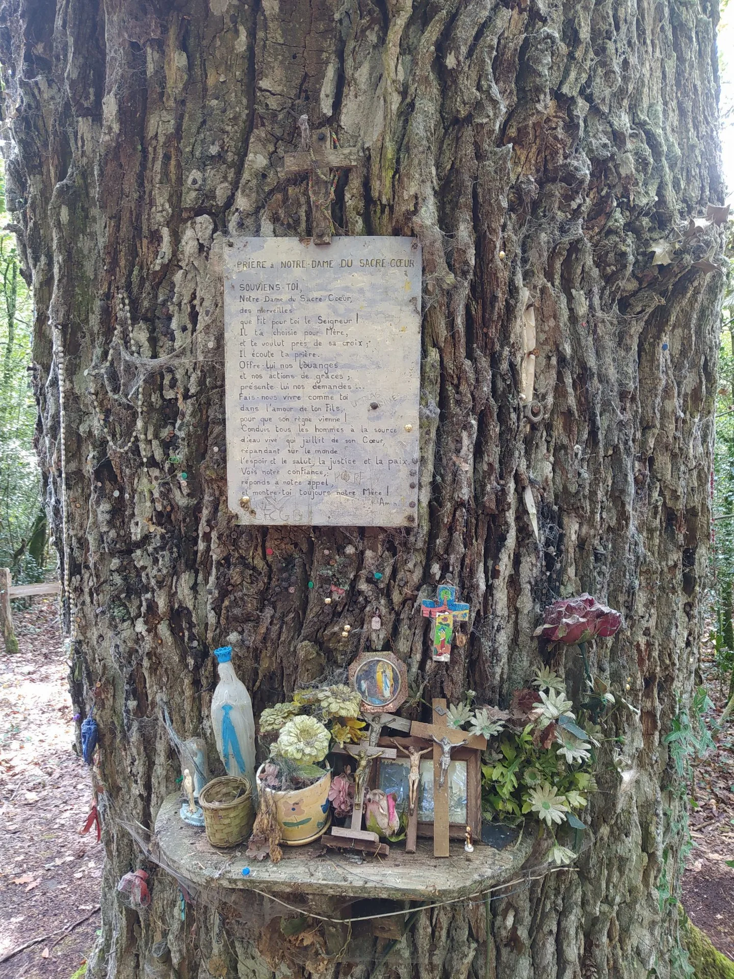 Le chêne aux clous