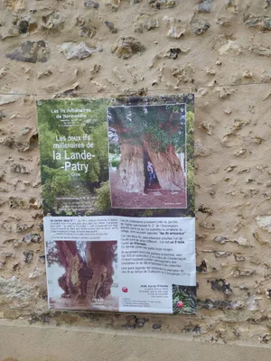 Ifs millénaires — photo 2