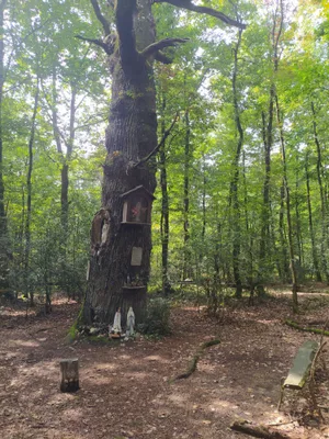 Le chêne aux clous — photo 2