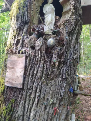Le chêne aux clous — photo 3