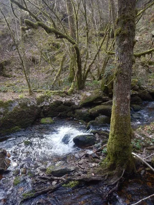 Gorges de la Canche