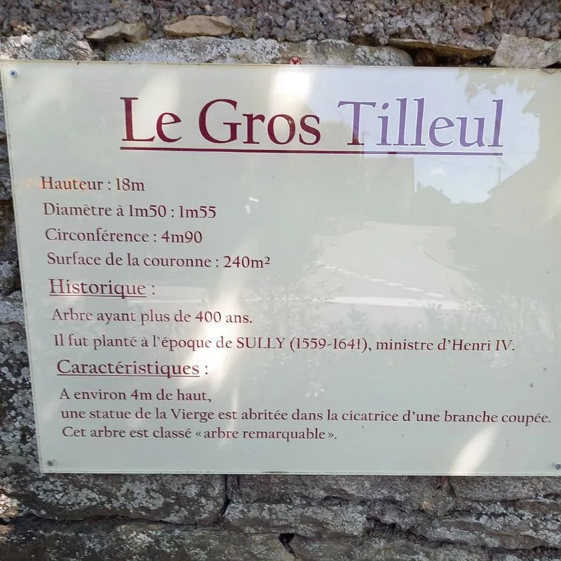 Le gros tilleul