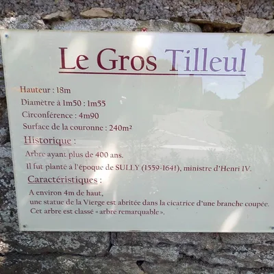 Le gros tilleul — photo 1