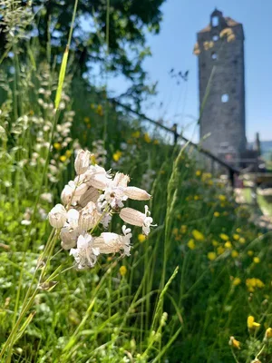 Le castel Saint-Denis — photo 4