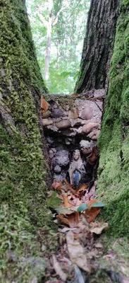 Le chêne votif - Ex Voto — photo 1