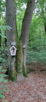 Le chêne votif - Ex Voto — photo 2