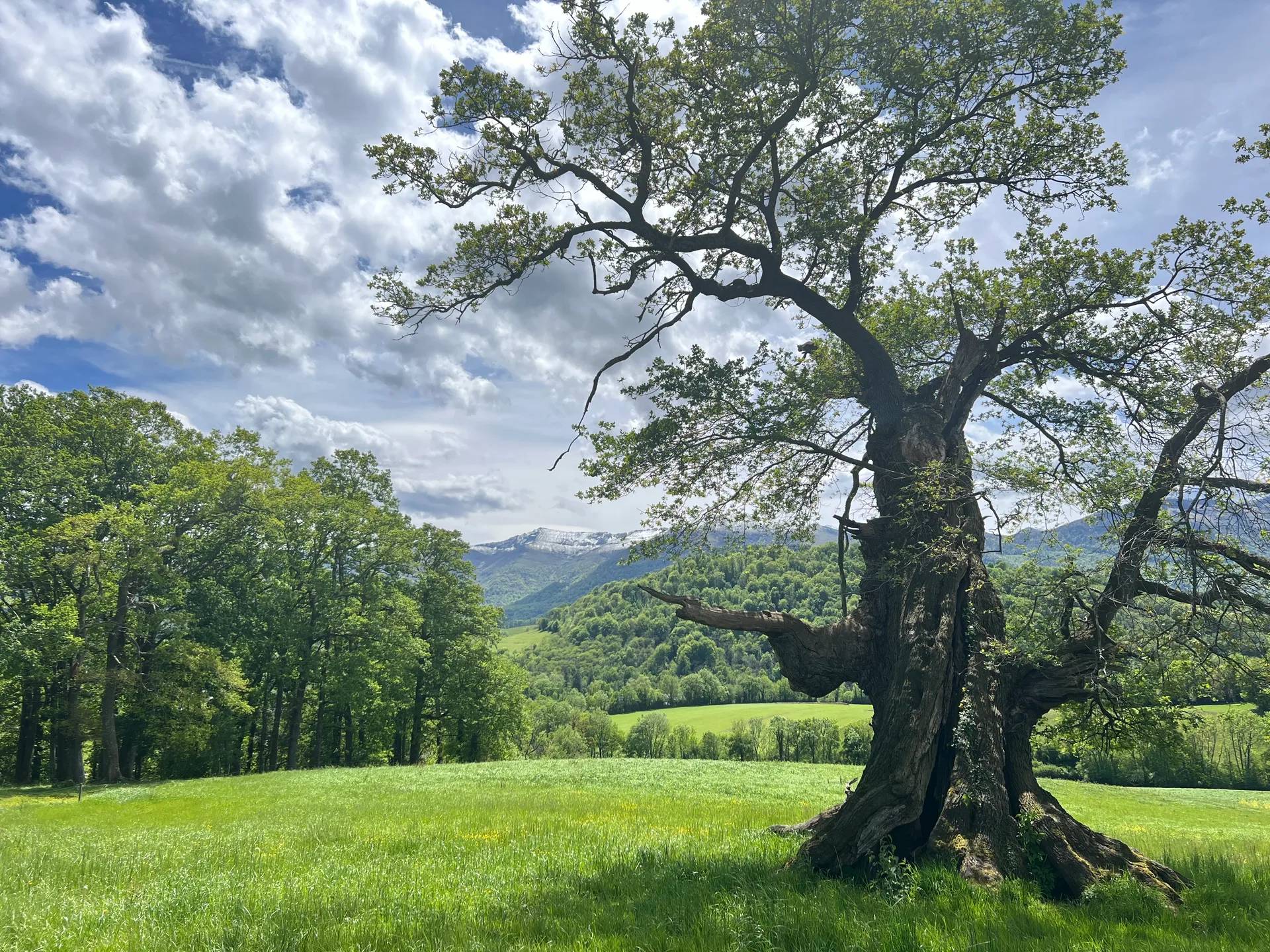 Arbre Remarquable de Lys