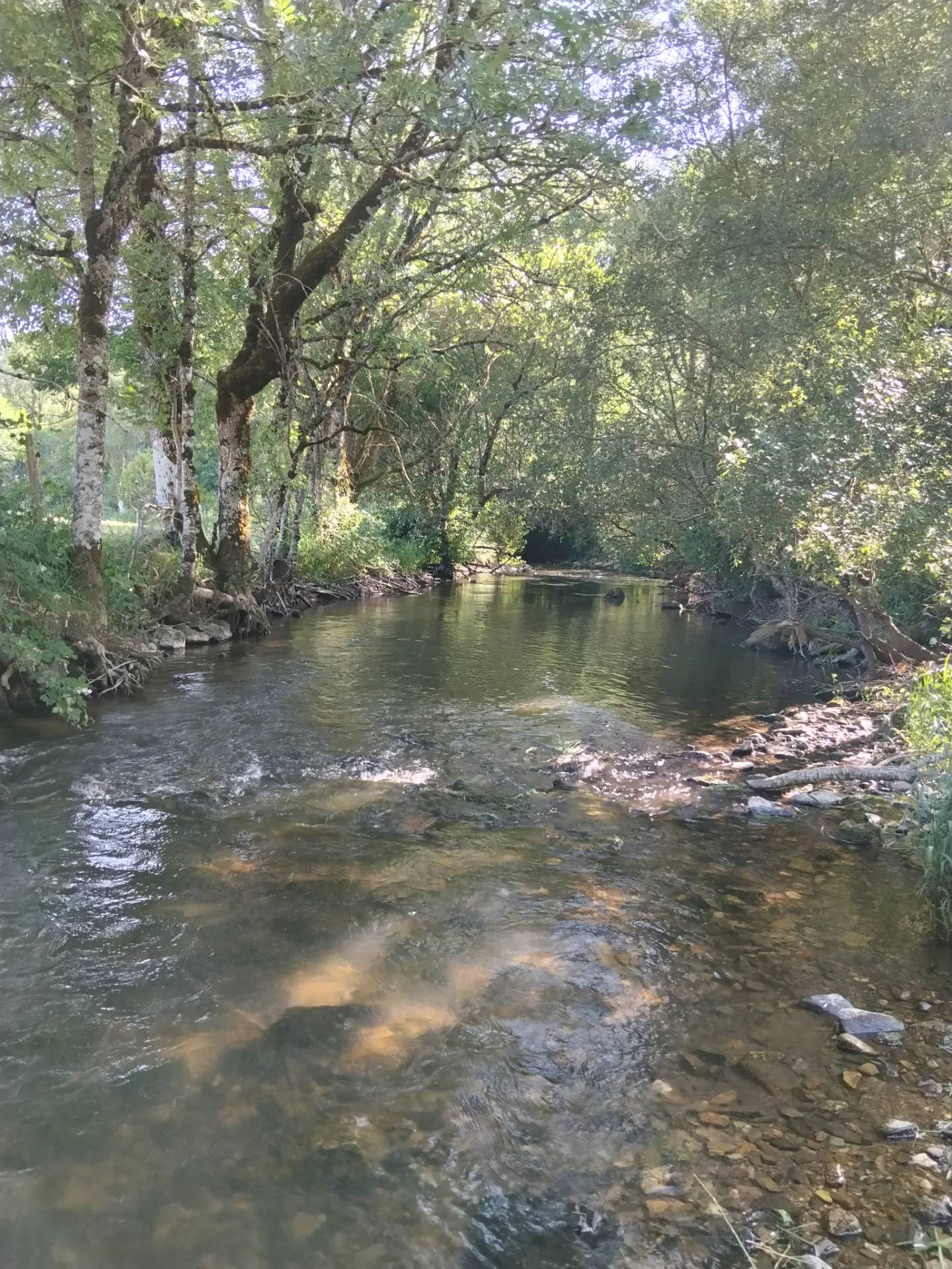 Le viau rivière de Nages