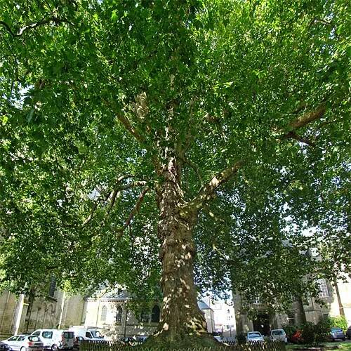 Arbre de la liberté
