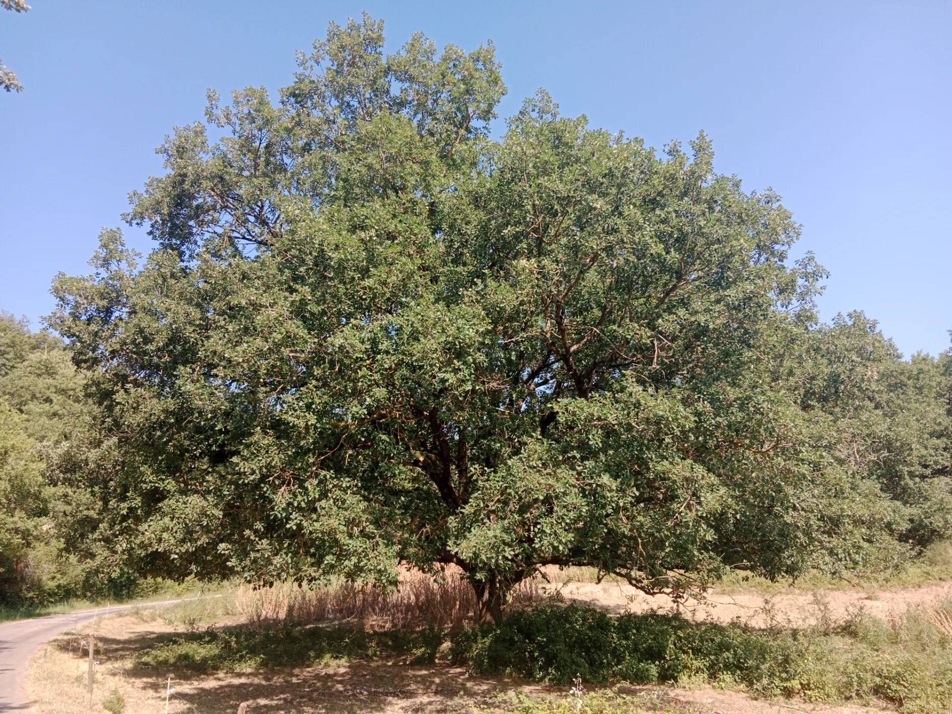 Chêne Majestueux
