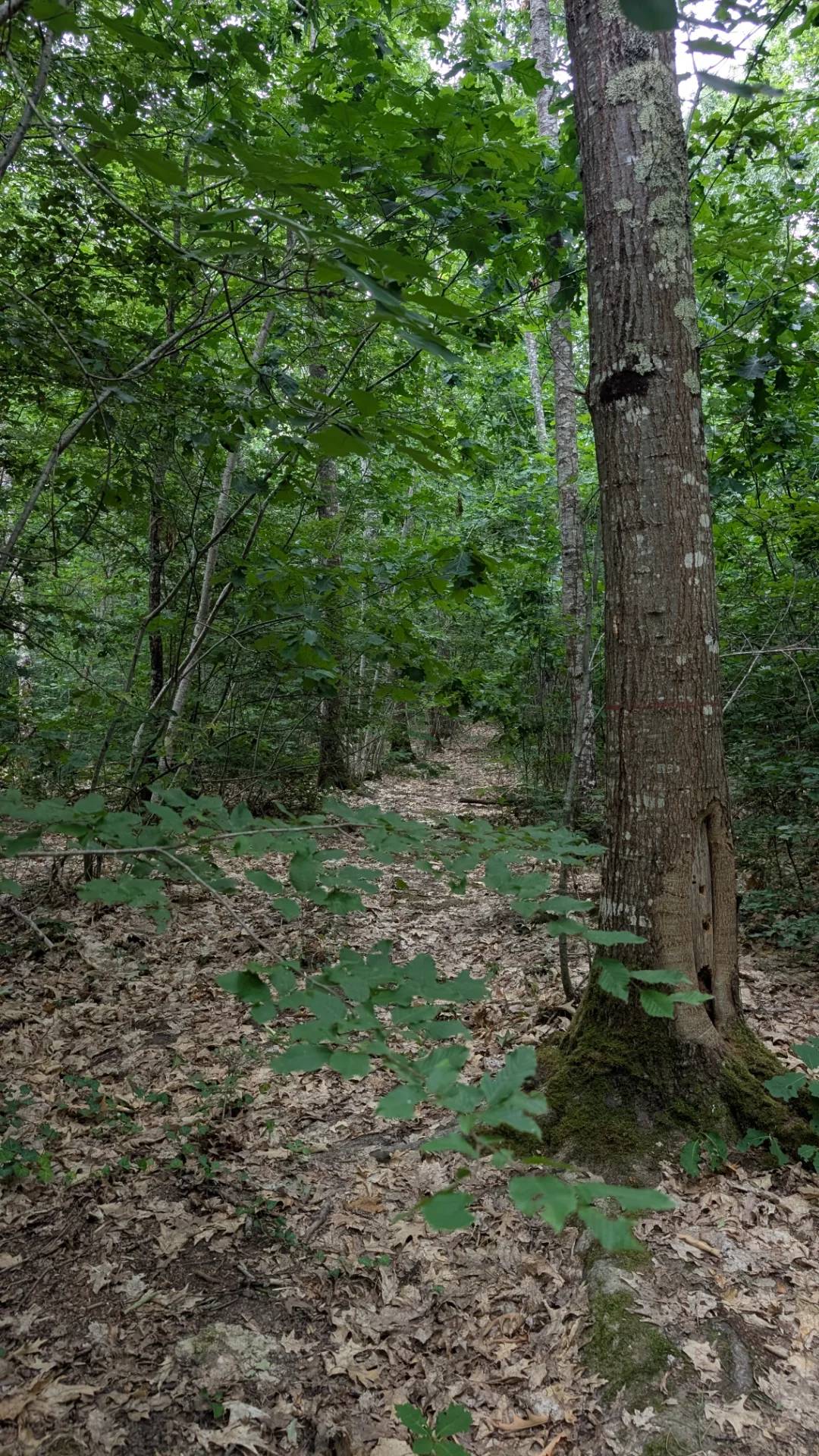 La Forêt d'Agre