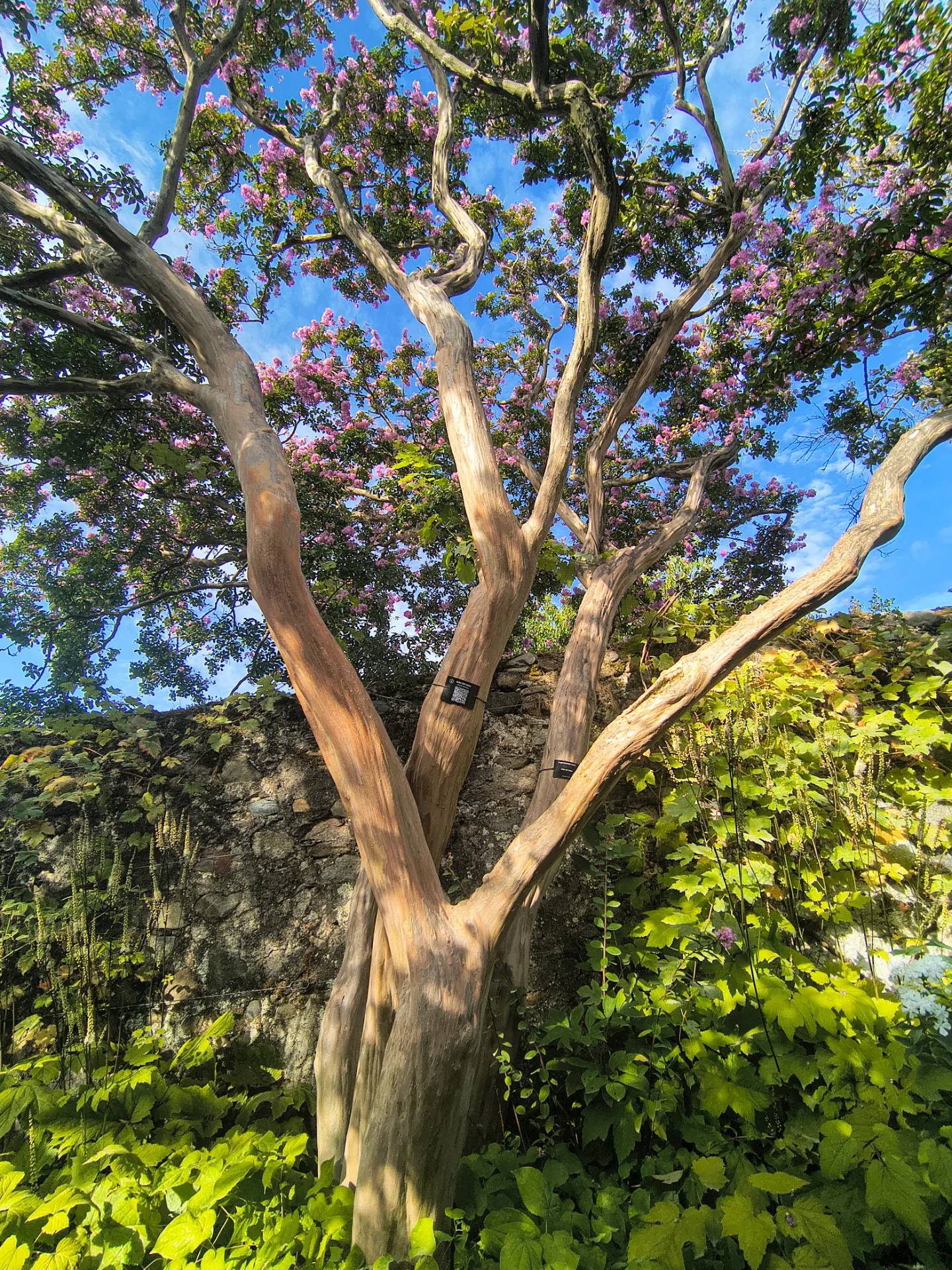 Lilas des Indes et Plaqueminier centenaires
