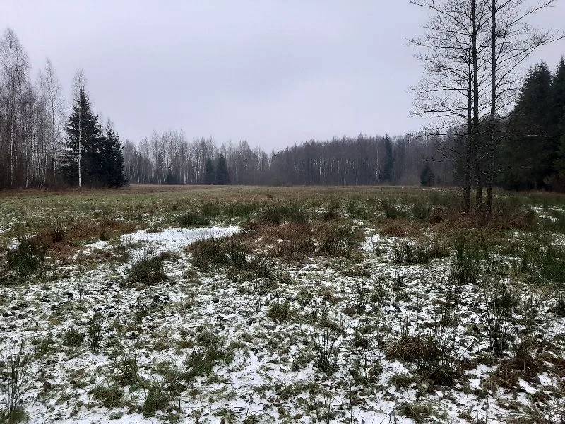Białowieża forest