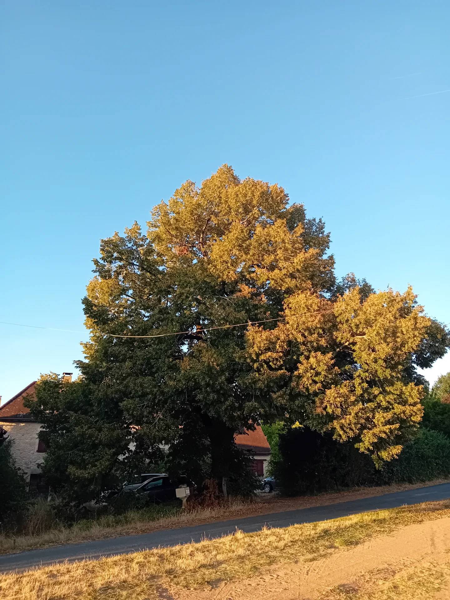 Grand tilleul de la Borie blanche