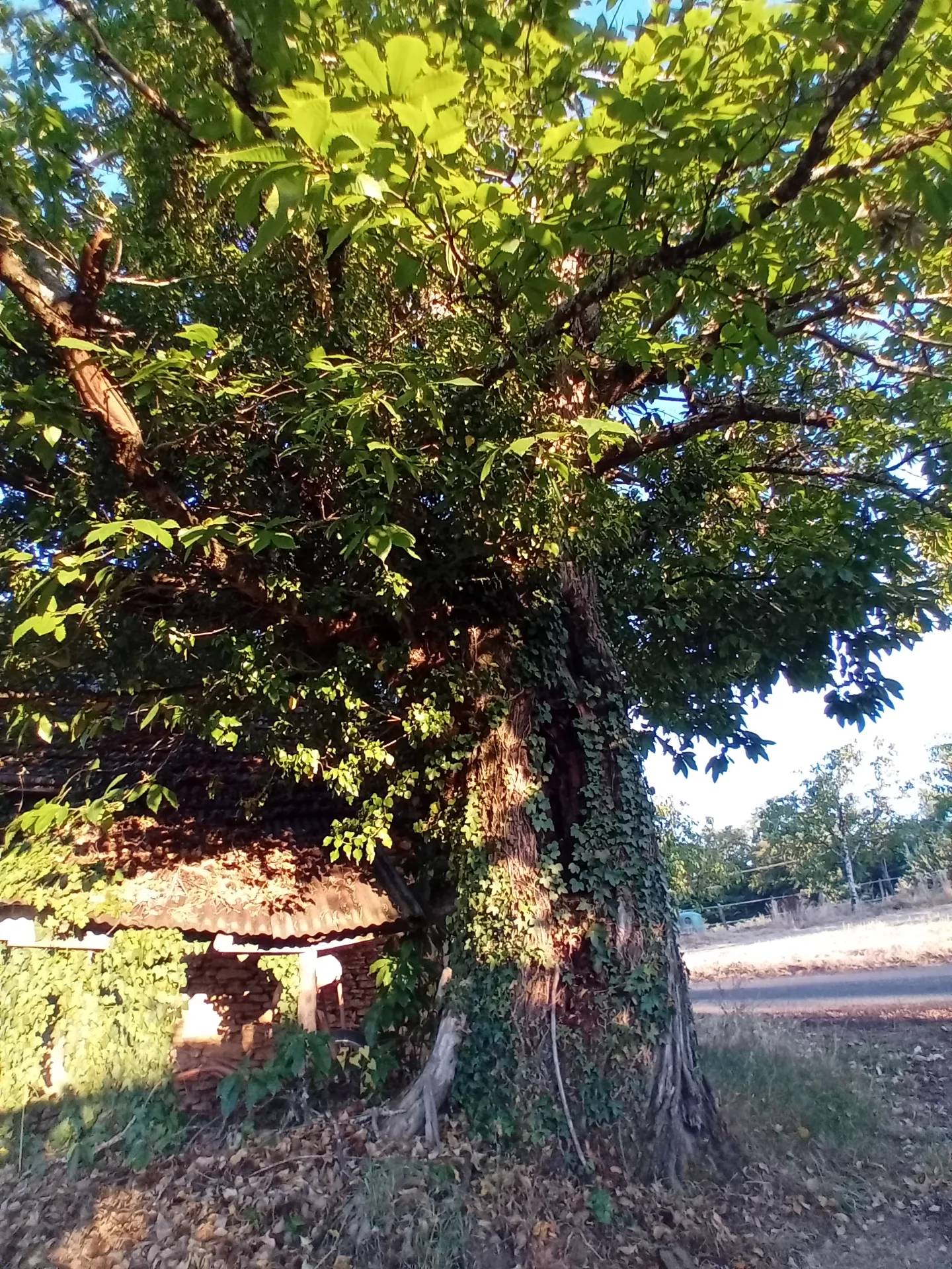 Vieux châtaigner de la Borie blanche