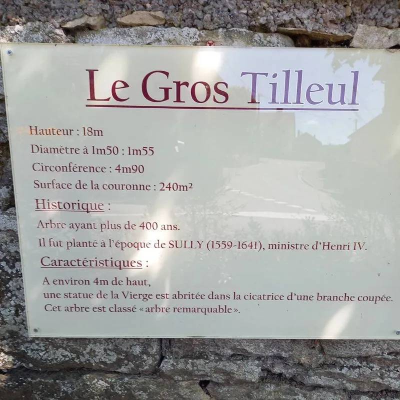 Le gros tilleul