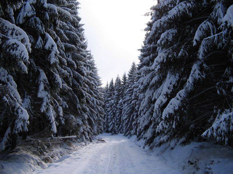 Hertogenwald