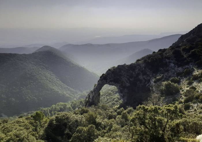 Forêt des Cèdres du Luberon