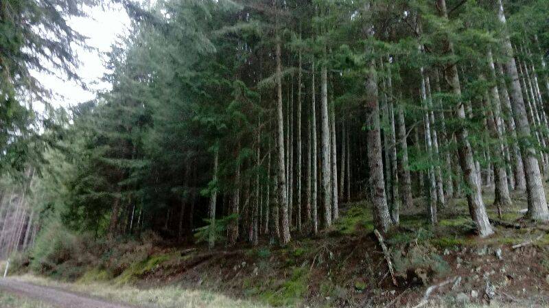 Forêt de Craigmonie